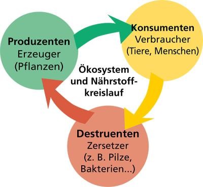 Produzenten, Konsumenten und Destruenten im Ökosystem- und Nährstoffkreislauf