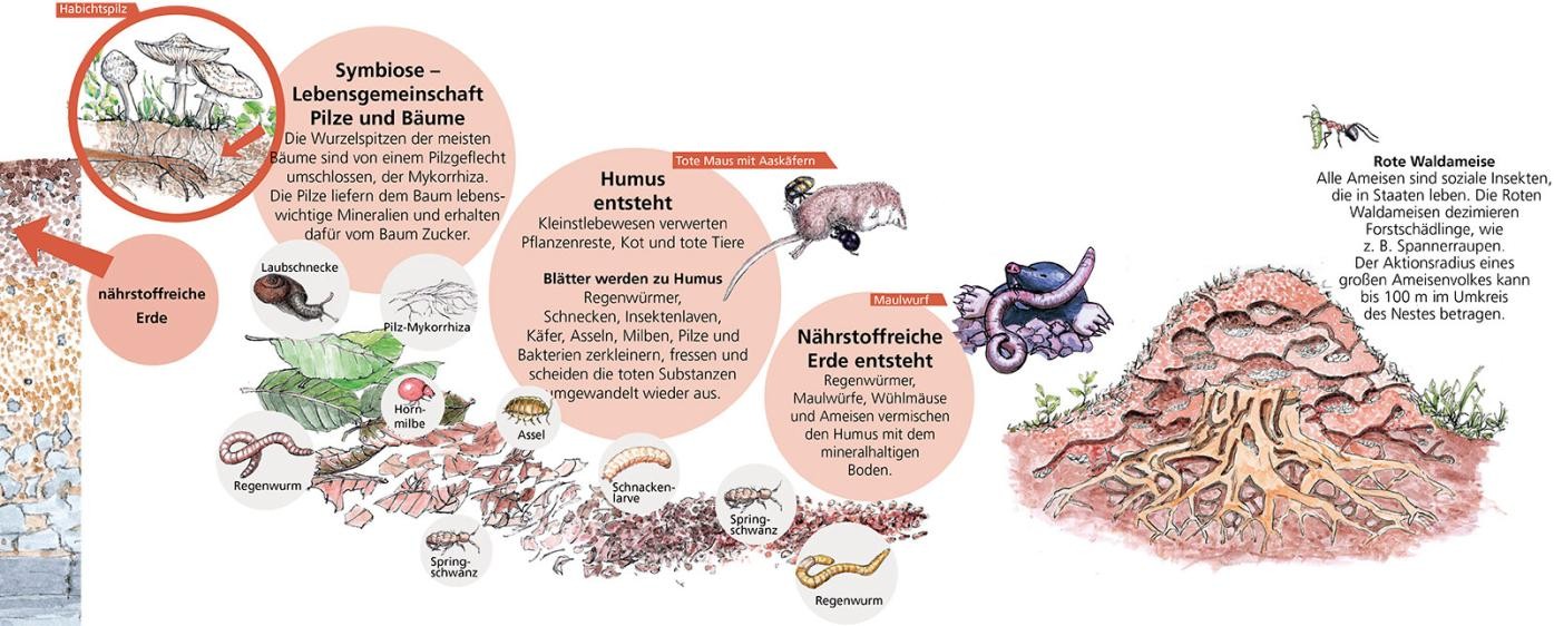 Illustration der Zersetzer (Destruenten)