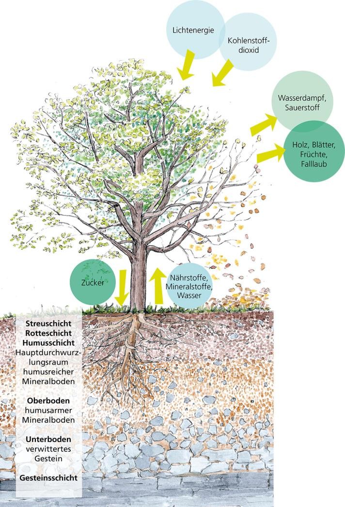 Illustration der Erzeuger (Produzenten)