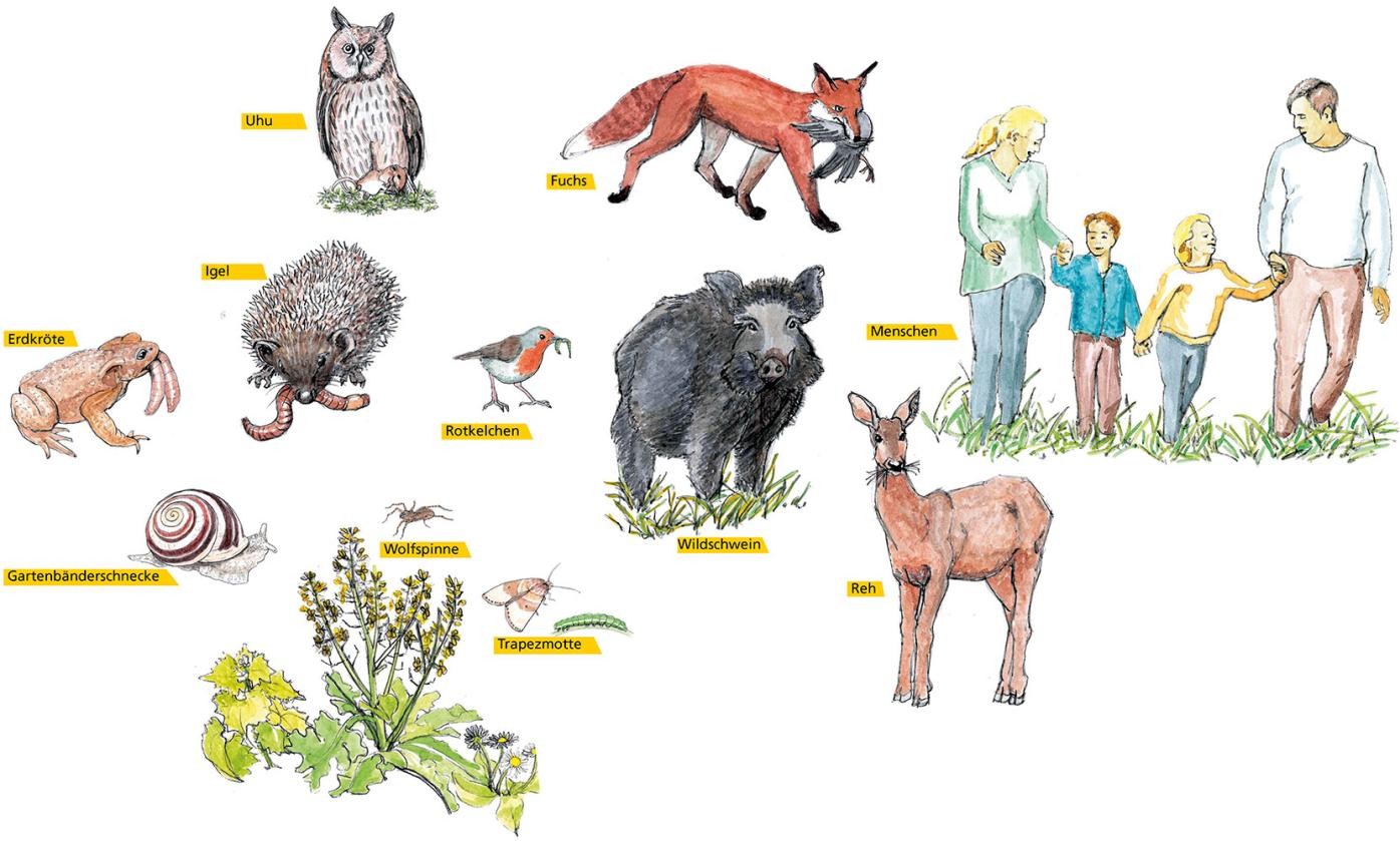 Illustration der Verbraucher (Konsumenten)