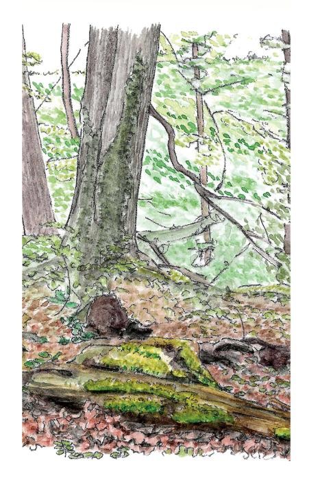Illustration eines Baums im Alter von mehr als 150 Jahren