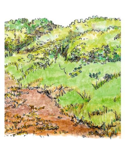 Erstbesiedlung einer Baumfläche mit 1 - 2 Jahren