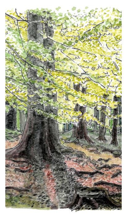 Illustration der Hochwaldphase, 100 - 150 Jahre