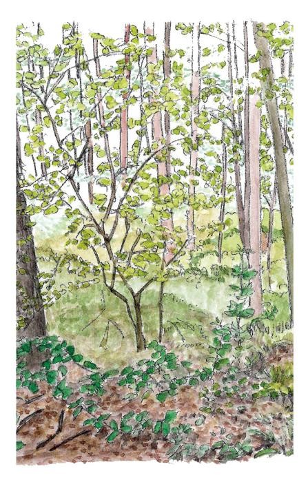 Illustration der Niederwaldphase, 20 - 100 Jahre