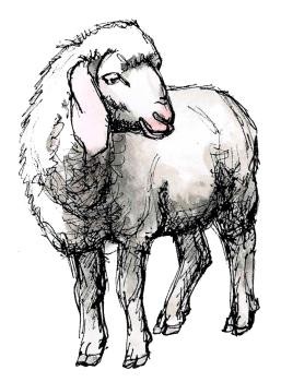 Illustration eines Schafs