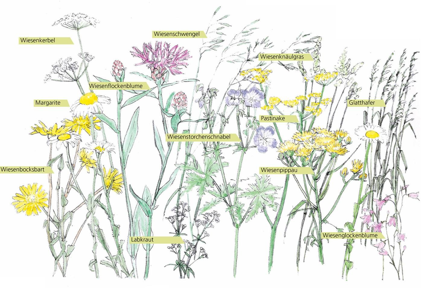 Illustration von verschiedenen heimischen Blumenwiesenblüten