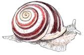 Illustration Schnecke