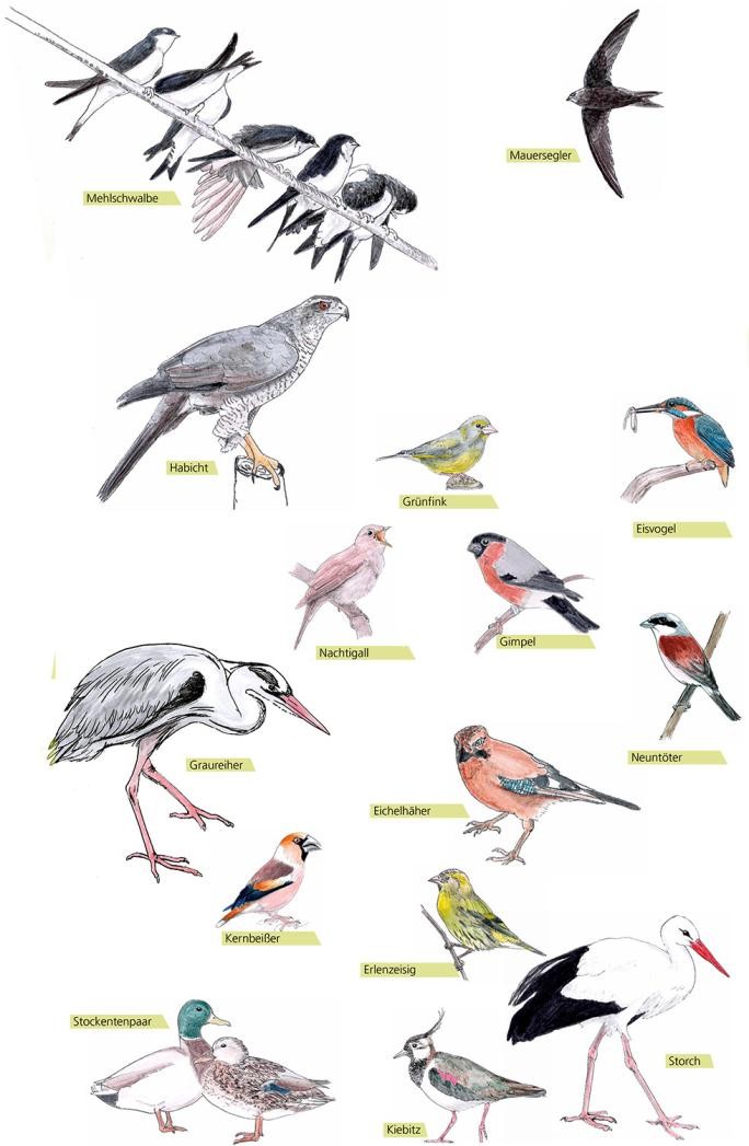 Illustration verschiedener Brutvögel