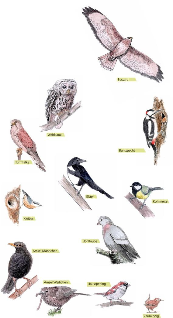 Illustration verschiedener Standvögel