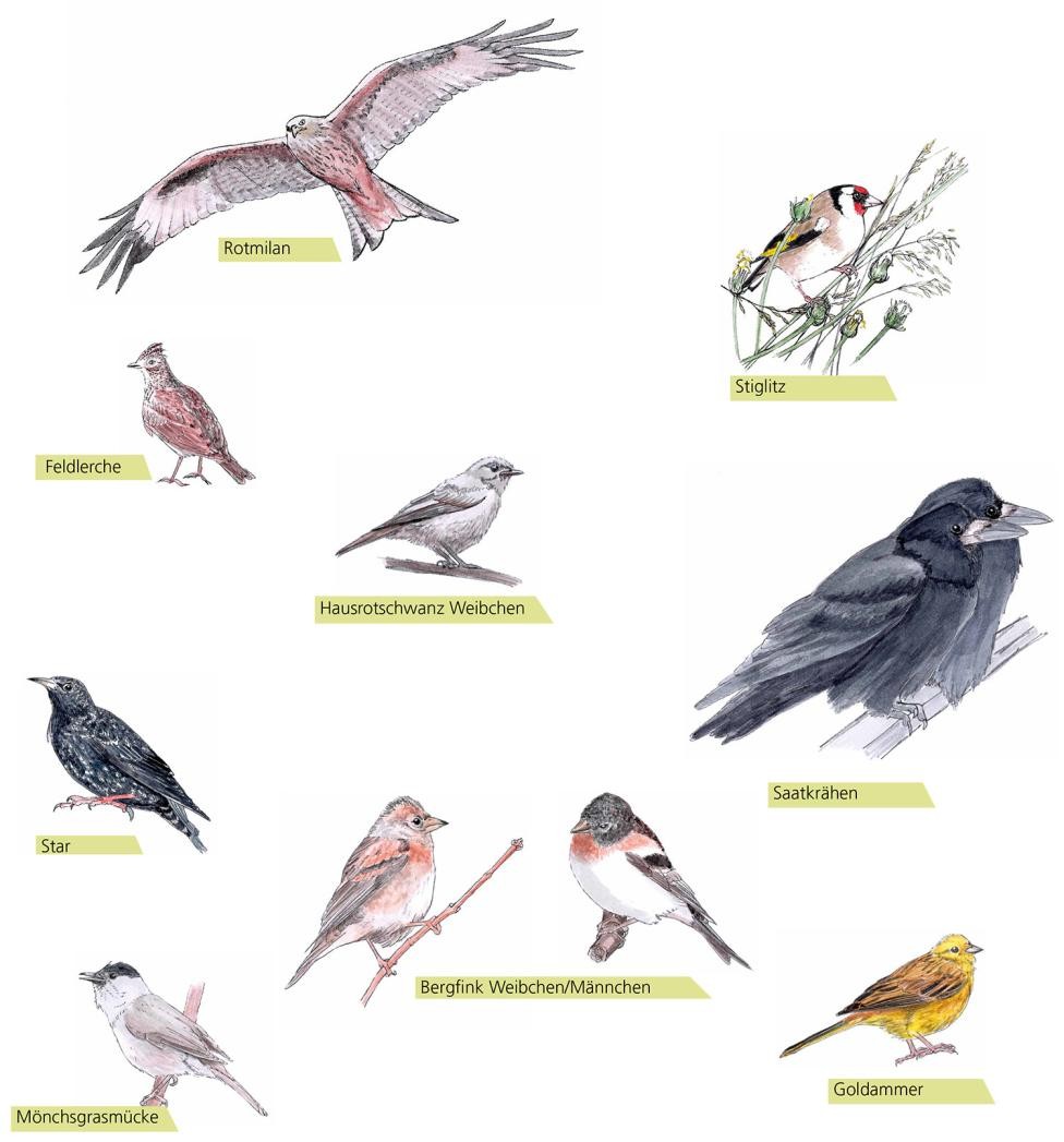 Illustration verschiedener Zugvögel
