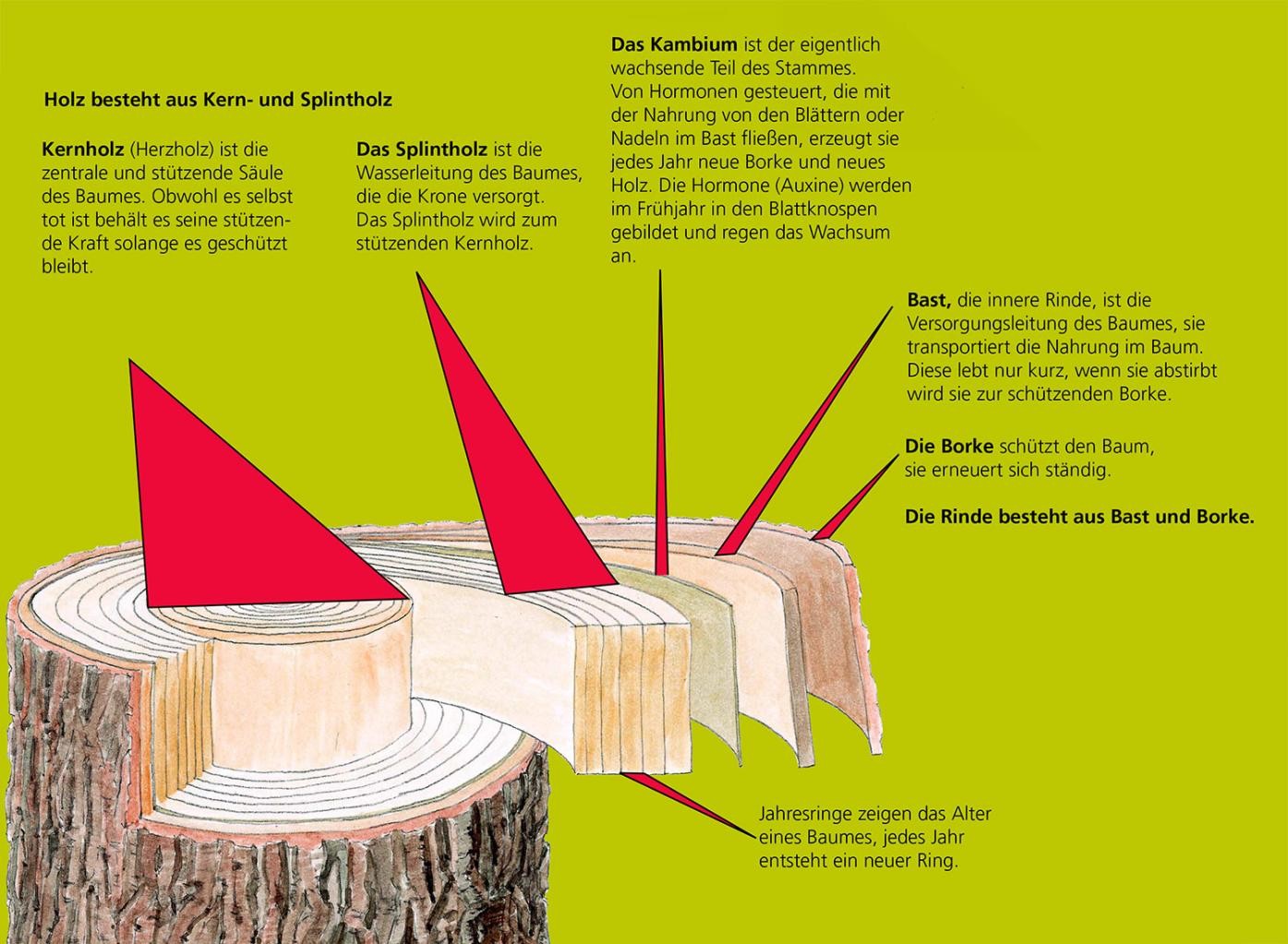 Die Ringe eines Baums werden erklärt