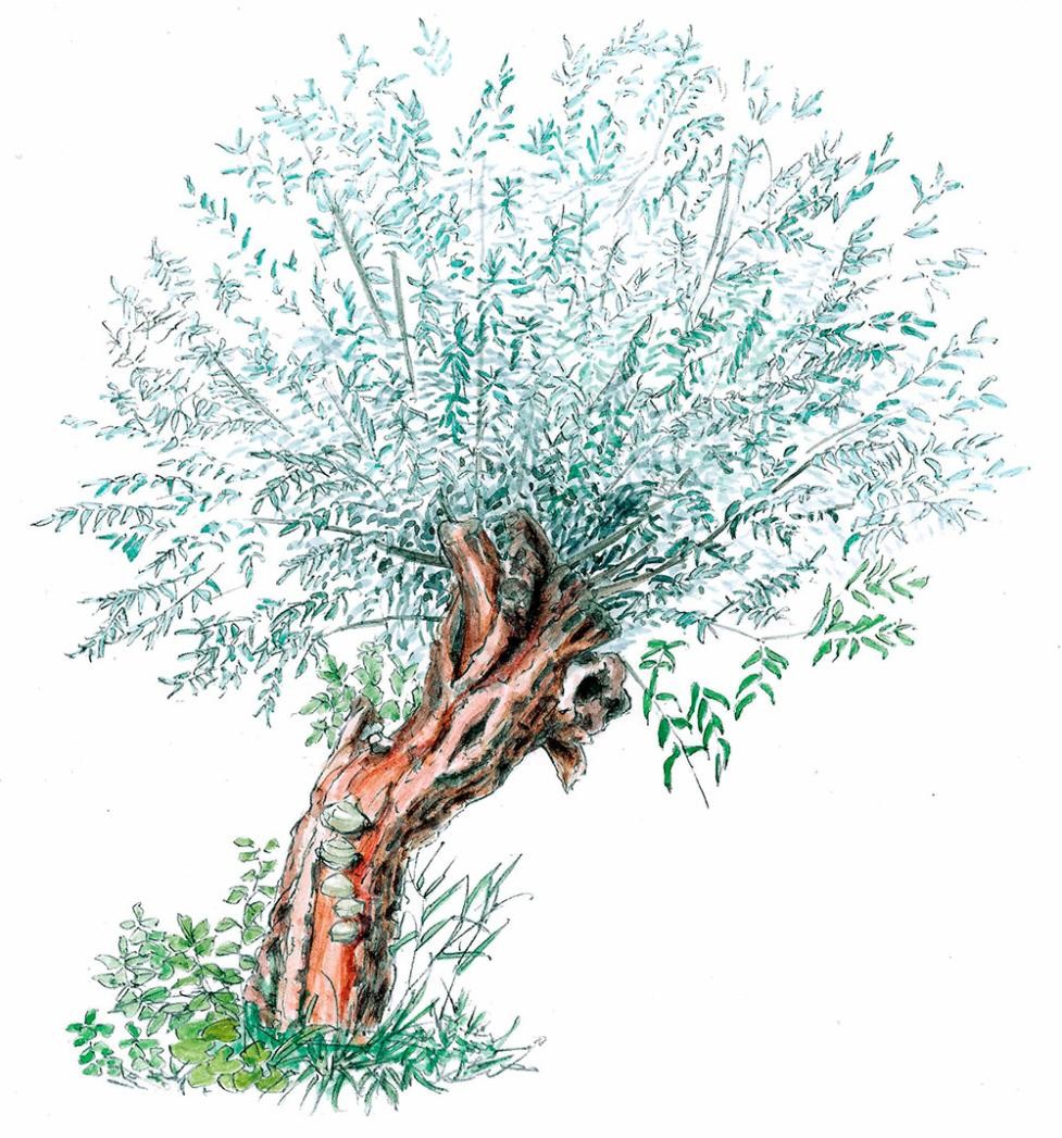 Illustration einer Kopfweide