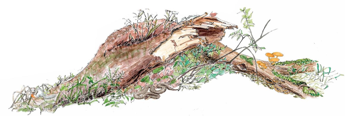 Illustration von Totholz