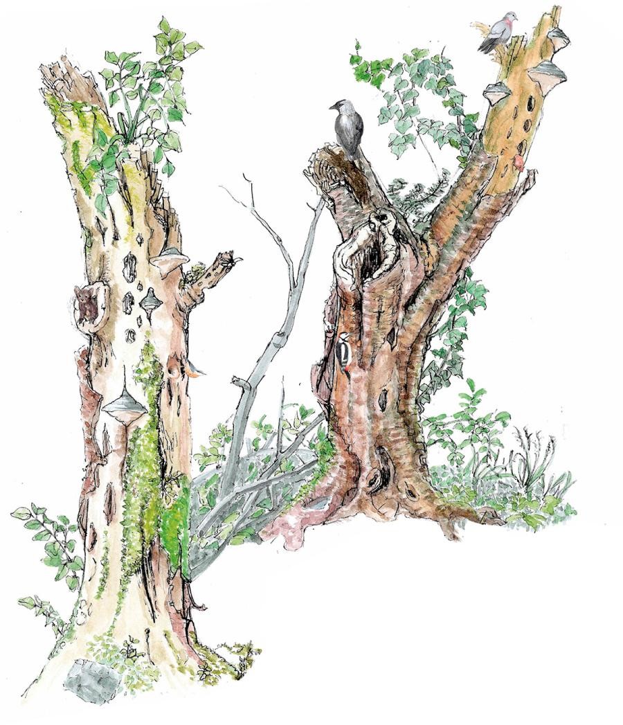 Illustration von Totholz