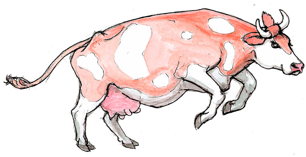 Kuh springt 2 m weit