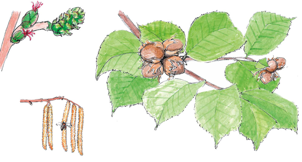 Illustration einer Hasel in verschiedenen Reifegraden