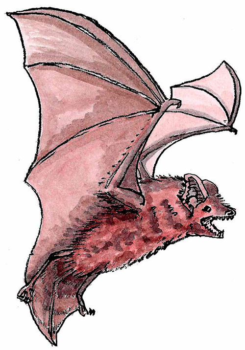 Großer Abendsegler als Illustration