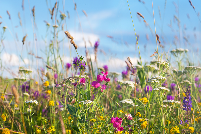 Wildblumenwiese in der Blüte im Frühjahr