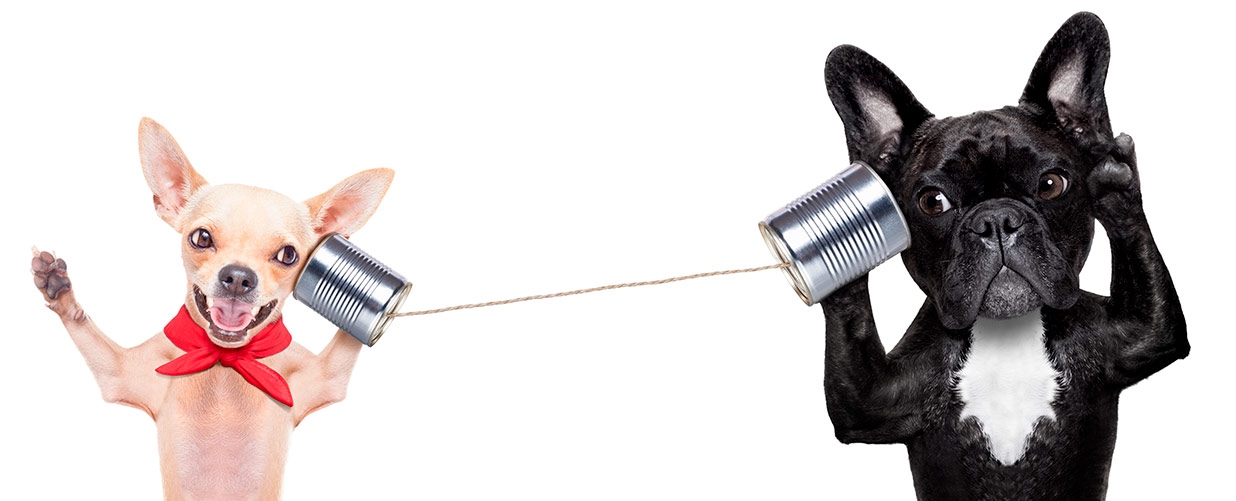 Dosentelefon zwischen zwei Hunden