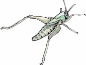 Illustration einer Heuschrecke
