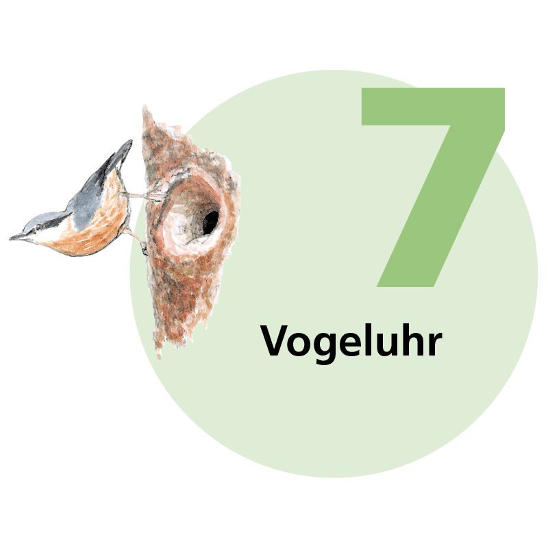 Tafel 7: Vogeluhr