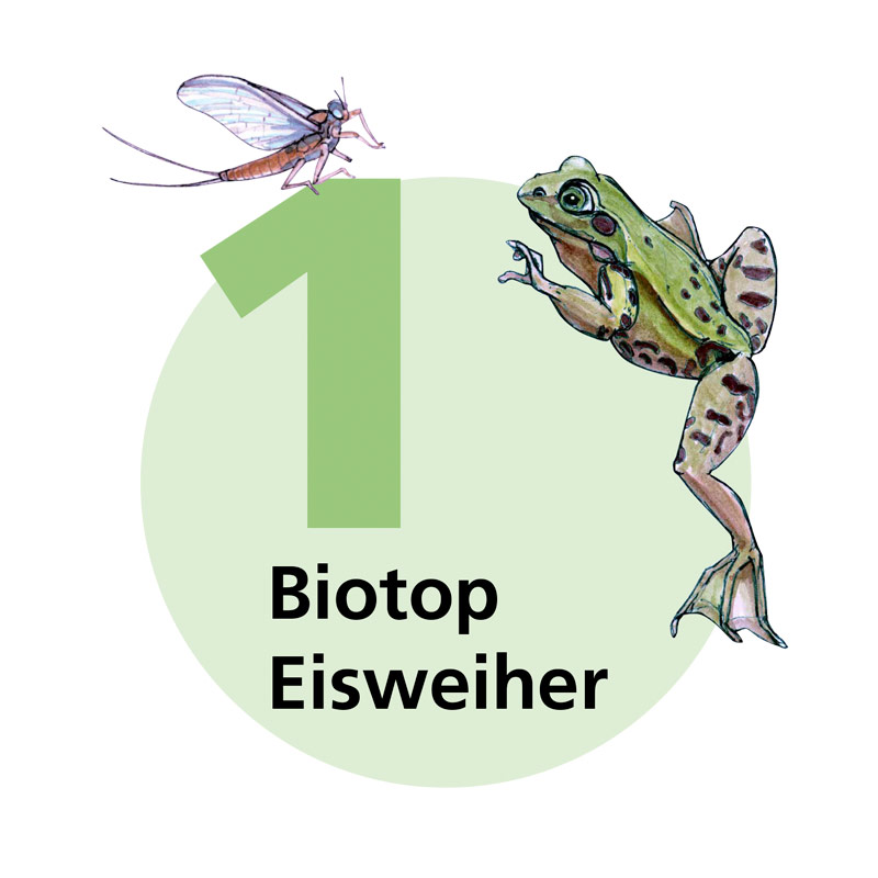Tafel 1: Biotop Eisweiher