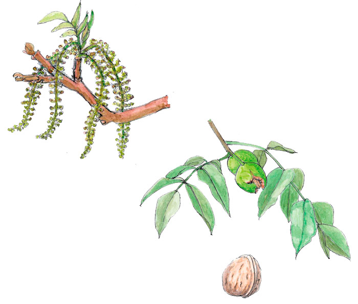 Illustration einer Walnuss in der Reifezeit