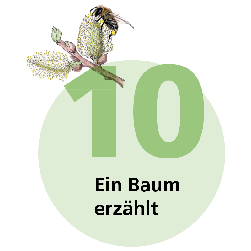 Tafel 10: Ein Baum erzählt