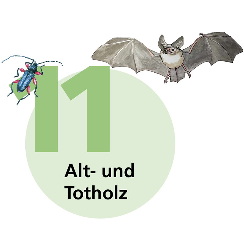 Zur Seite der Tafel 11: Alt- und Totholz