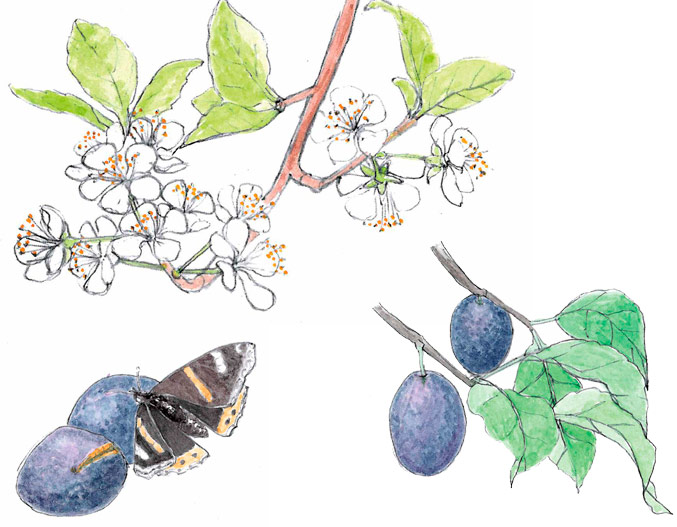 Illustration eines Zwetschgenzweigs und reifen Zwetschgen