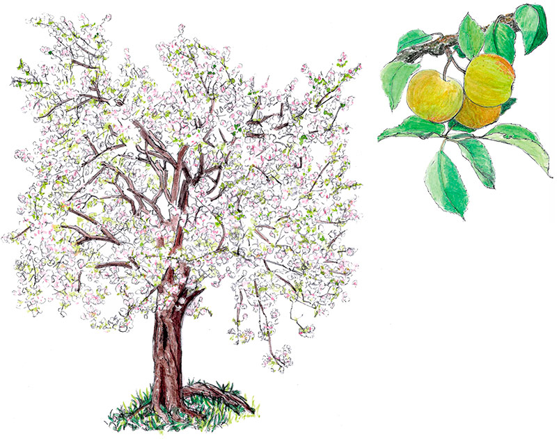 Illustration eines Apfelbaums und von Äpfeln