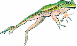 Illustration eines springenden Froschs