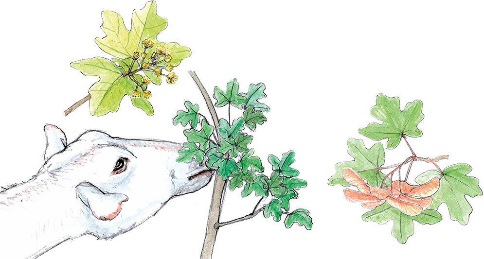 Illustration eines Feldahorns in verschiedenen Reifegraden