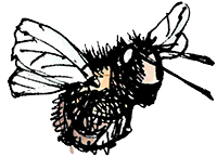 Illustration einer Hummel
