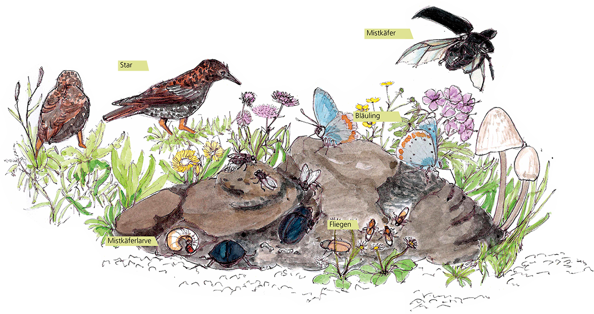 Illustration von Dung auf der Wiese mit allen Tieren, die davon profitieren